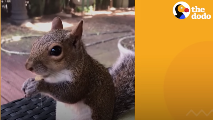 Screenshot 2023 07 15 at 20 03 30 Squirrel Visits His Rescuer Every Day For Years The Dodo